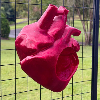 Anatomical Heart Hide