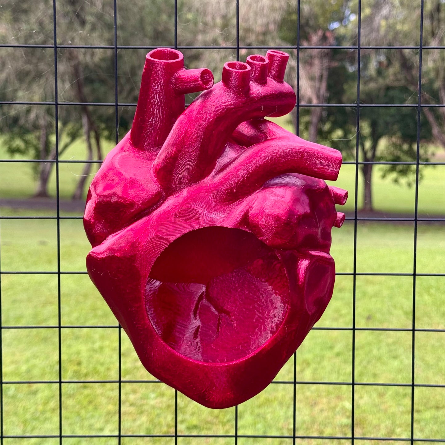 Anatomical Heart Hide