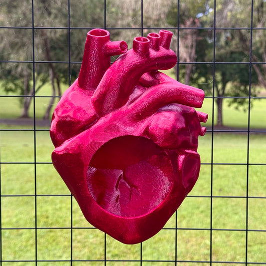 Anatomical Heart Hide