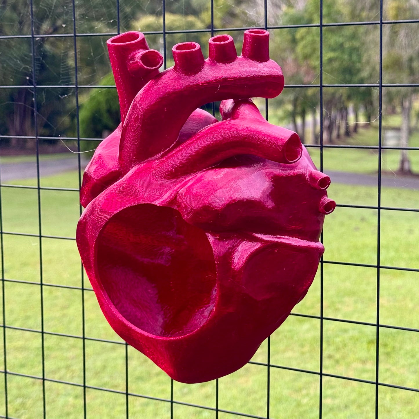 Anatomical Heart Hide